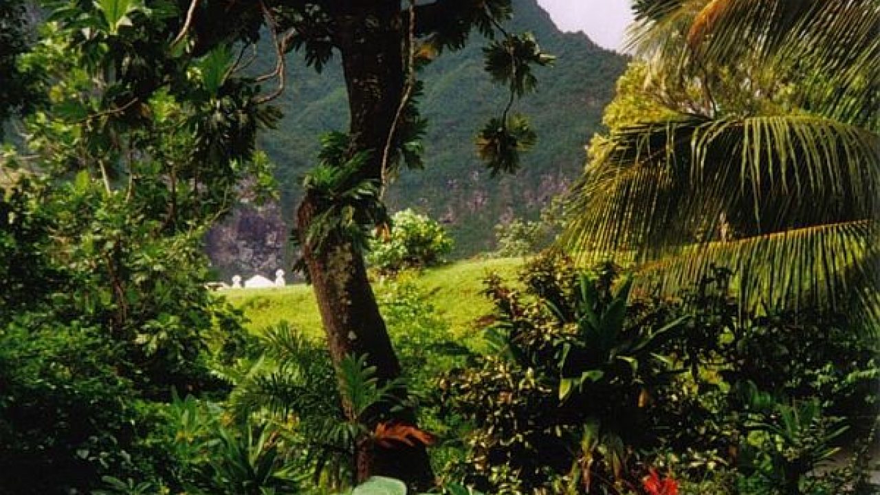 20190817_3627684588843172109 A look at tress and grasslands in Molai Forest