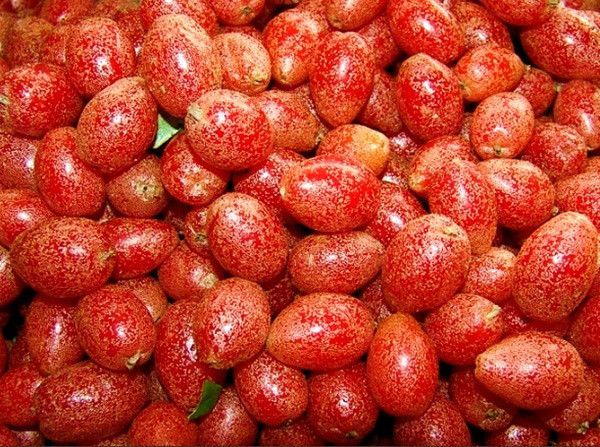 8eaabb2601da9fd7f9feb1204200ed1e bastard oleaster