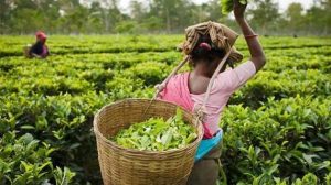kumbakonam-degree-coffee
