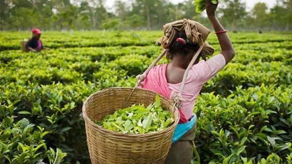 Assam-Tea-Workers-Garden assam tea