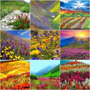 Screenshot_20170703-102611-1